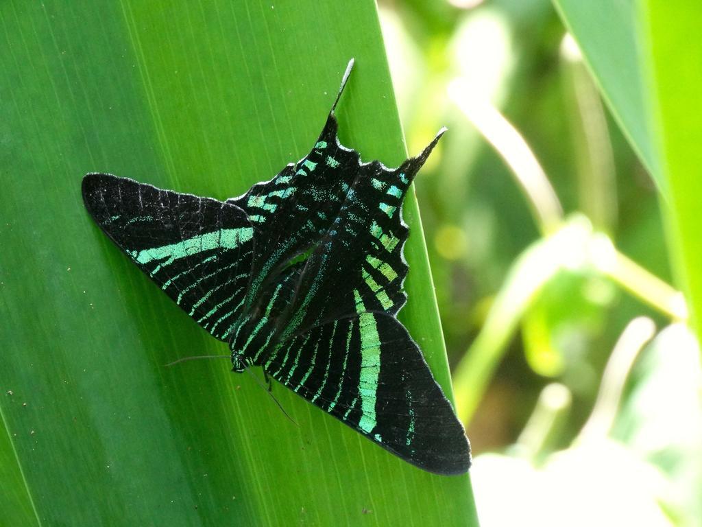 Green Corner กาอุยตา ภายนอก รูปภาพ